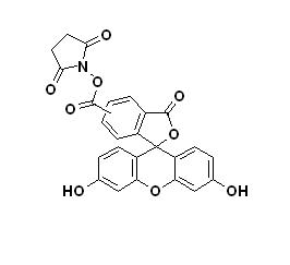 5(6)-Ȼӫ-NHS