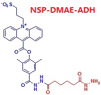 ߹NSP-DMAE-ADH
